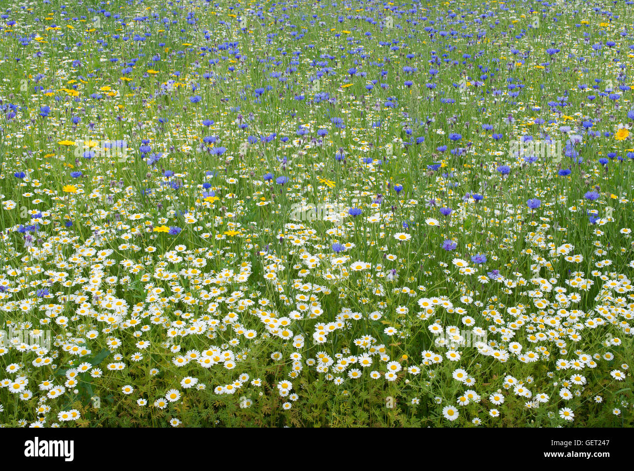 Englische Wildblumenwiese Stockfoto