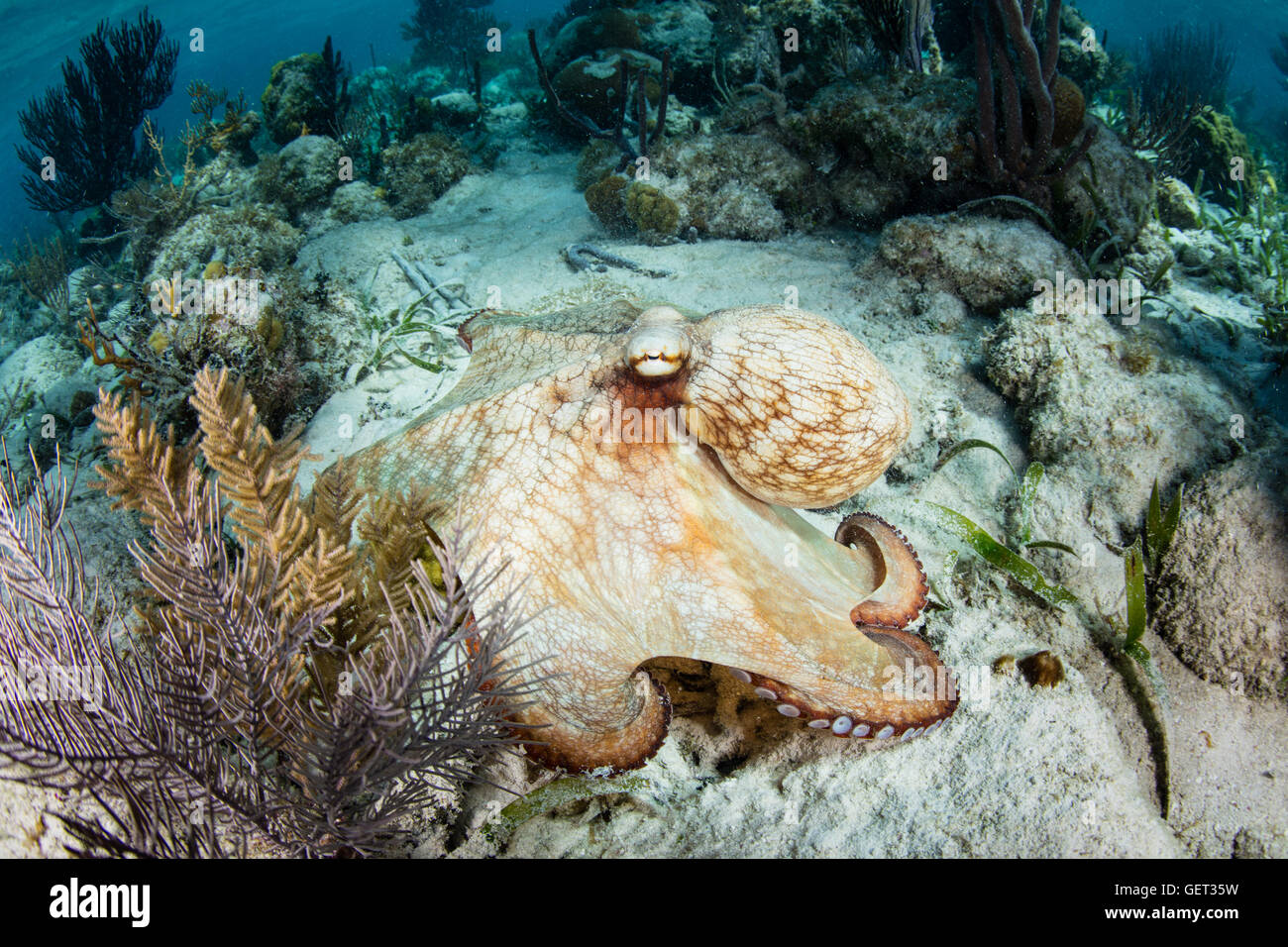 Ein karibischer Reef Octopus kriecht über einem Riff vor der Küste von Belize. Diese gemeinsame Kopffüsser ist ein Meister der Tarnung. Stockfoto