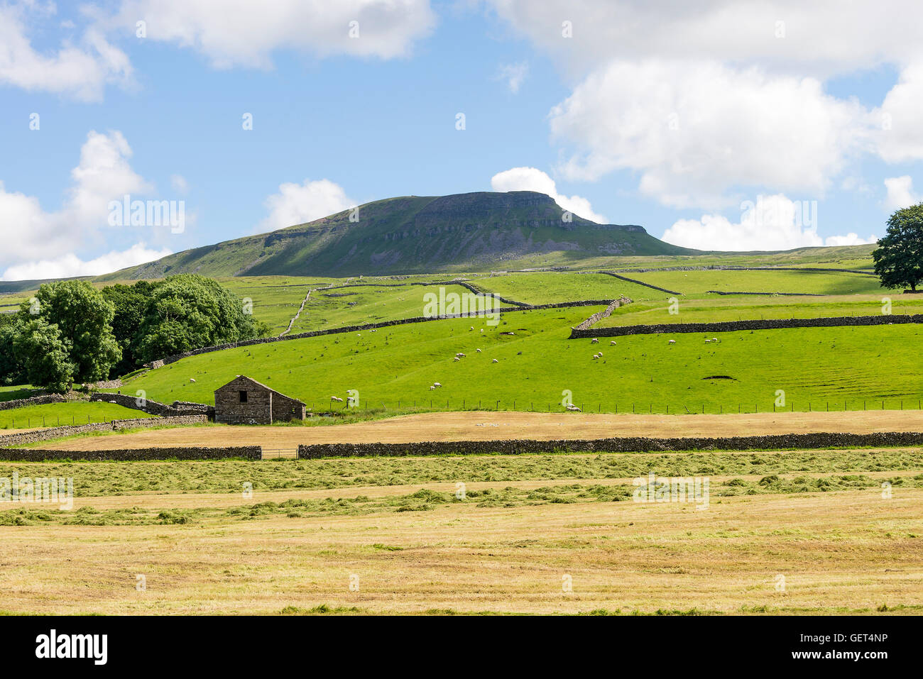 Die schöne Penyghent Hill in den Yorkshire Dales in der Nähe von Horton in Ribblesdale England Vereinigtes Königreich UK Stockfoto