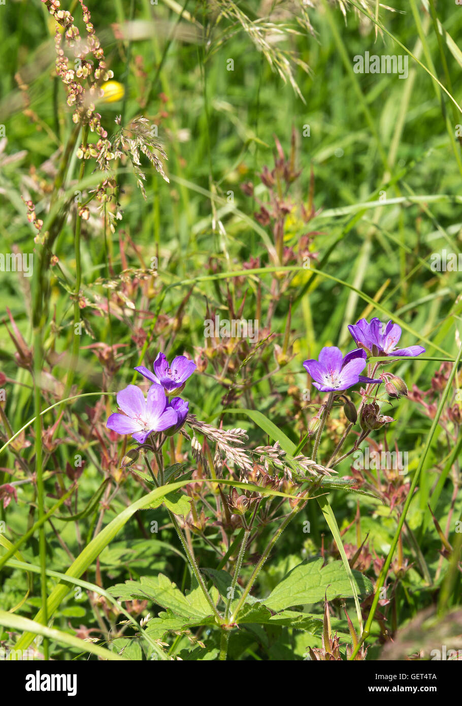 Blauen Storchschnabel Wiesenblumen auf dem Lande in der Nähe von Penyghent fiel Yorkshire Dales National Park England Vereinigtes Königreich UK Stockfoto