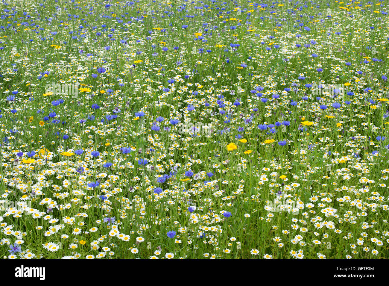 Englische Wildblumenwiese Stockfoto