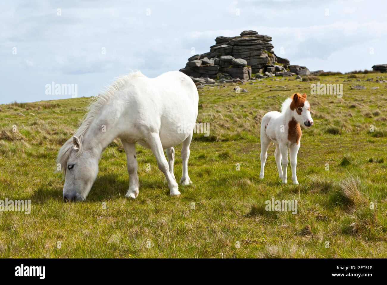 Dartmoor Pony und Fohlen in der Nähe von Grundnahrungsmittel Tor in Devon. Stockfoto
