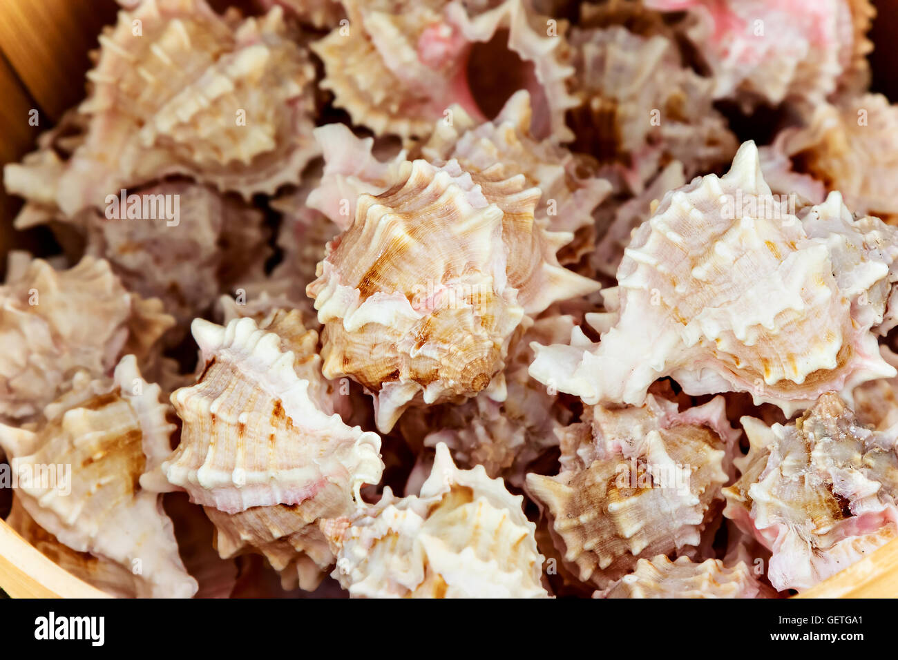 Meeresschnecken in den Hafen-Markt. Horizontales Bild. Stockfoto