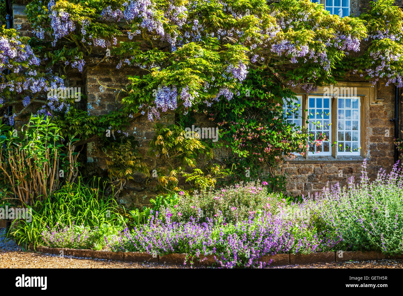 Chinesische Wisteria Sinensis Blüte um die zweibogigen Fenster einer georgischen Lodge. Stockfoto