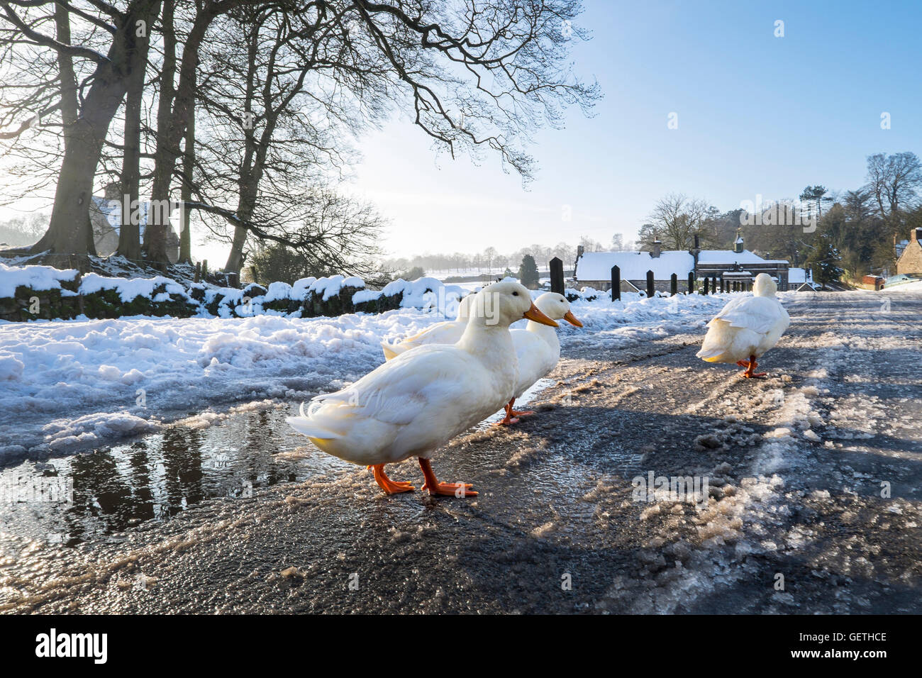 Aylesbury Enten am Tissington in Derbyshire. Stockfoto