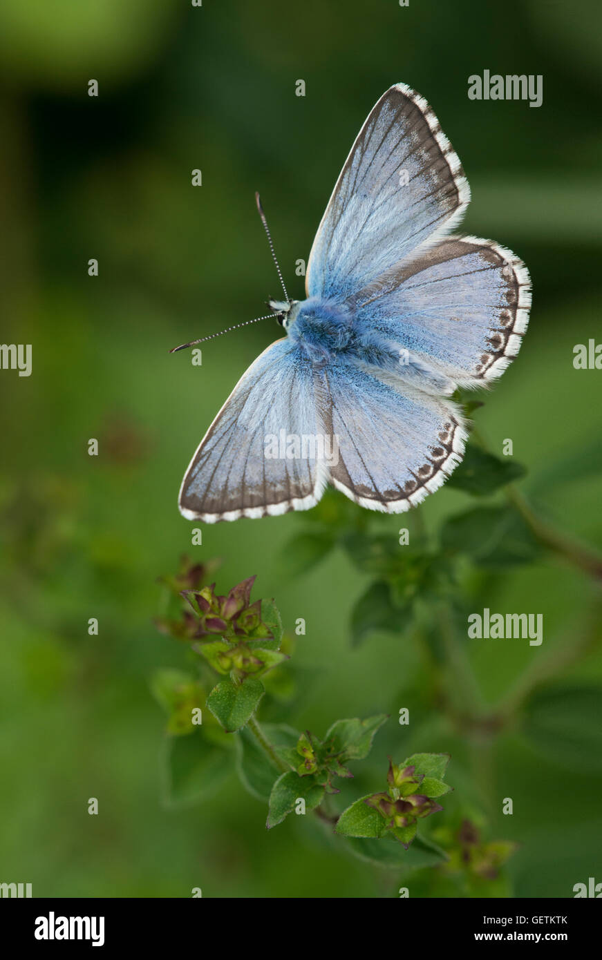 Ein Chalkhill Blue Schmetterling in St. Catherines Hill in Hampshire. Stockfoto