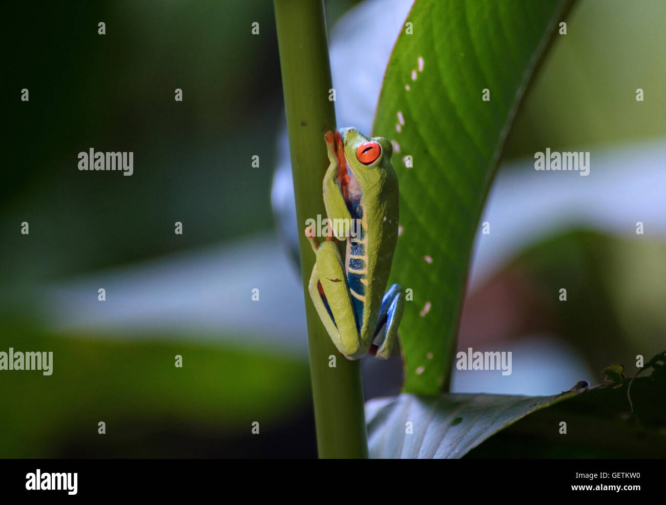 Rotäugigen Baumfrosch, Costa Rica Stockfoto