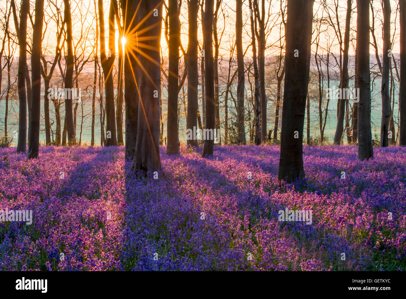 Ein Teppich aus Glockenblumen in Micheldever Woods in Hampshire. Stockfoto