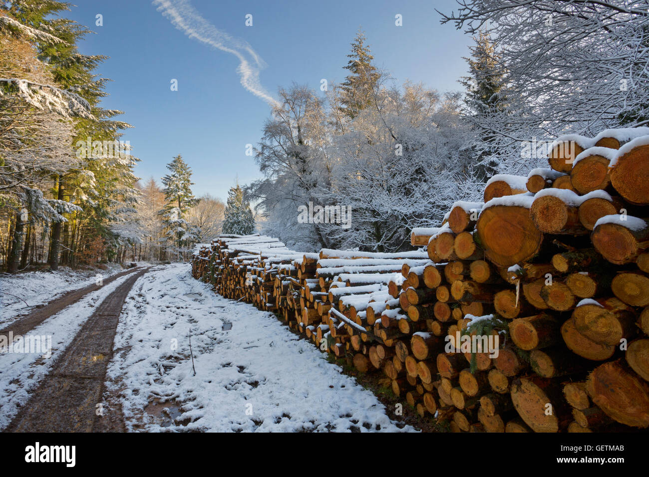 Weichholz Protokoll-Stacks in einem verschneiten Wald in Wales. Stockfoto