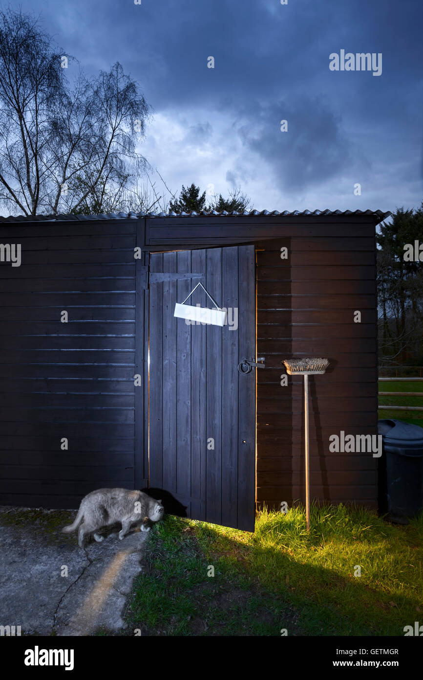 Britische blaue Katze unter einer offenen Werkstatt-Tür spähte. Stockfoto