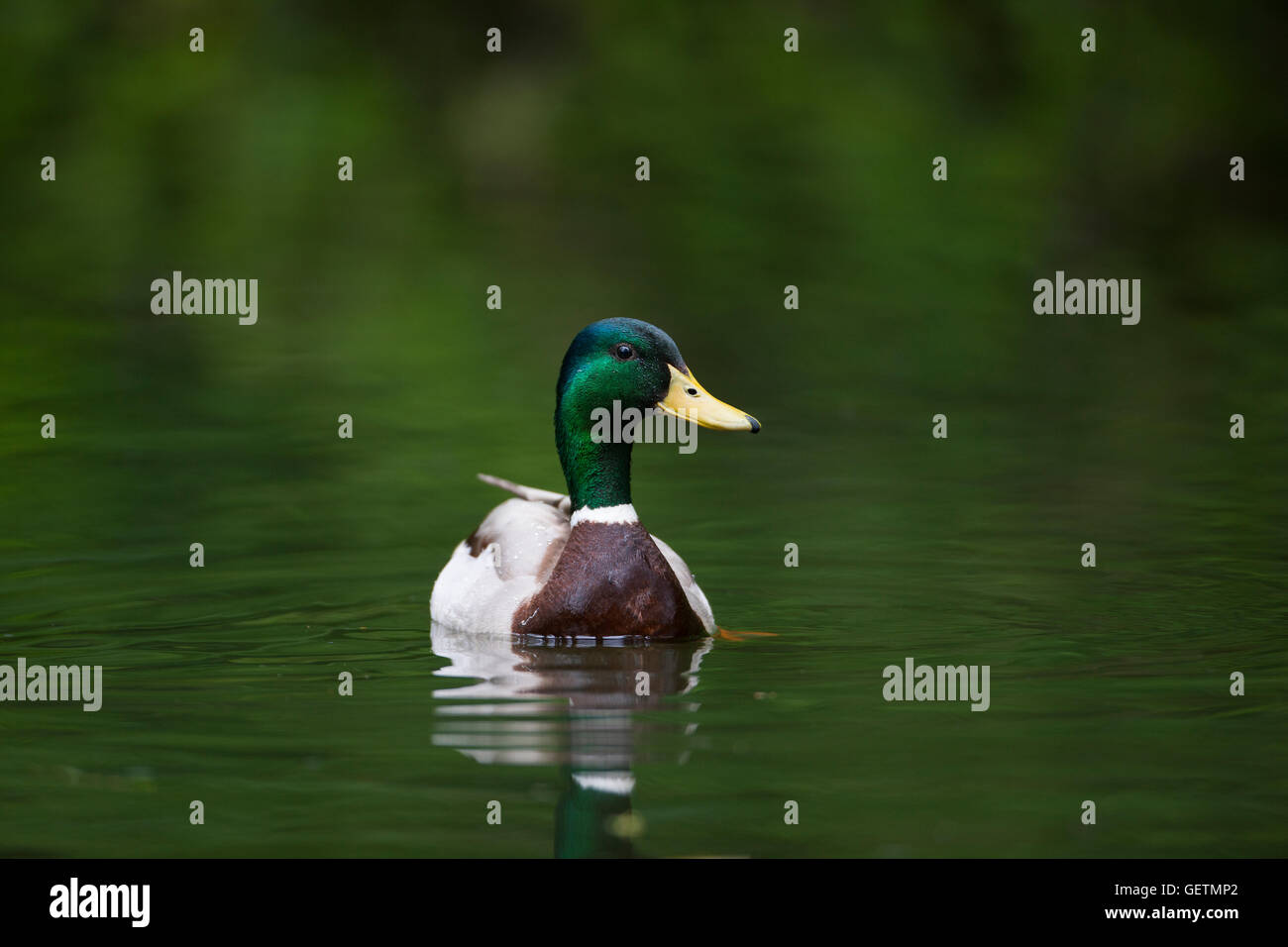 Eine Stockente auf dem Wasser. Stockfoto