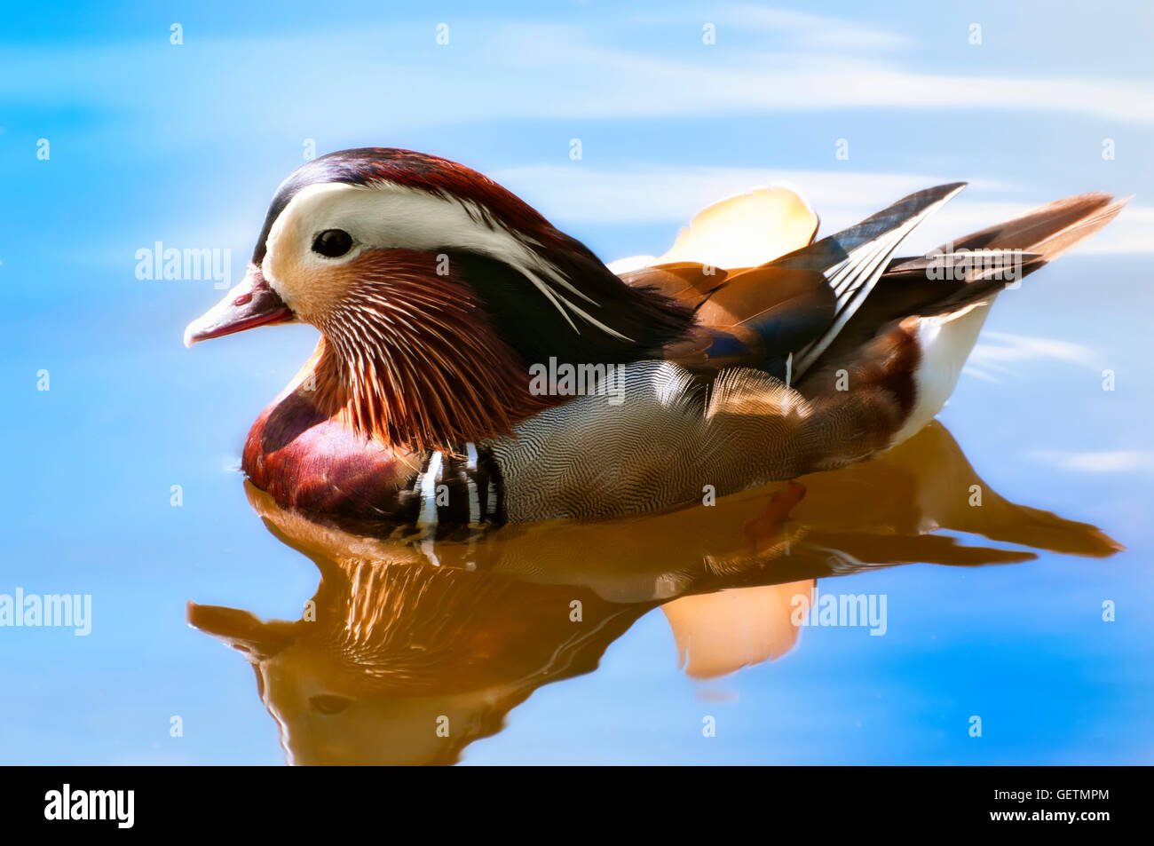 Mandarin Ente auf ruhigem Wasser. Stockfoto
