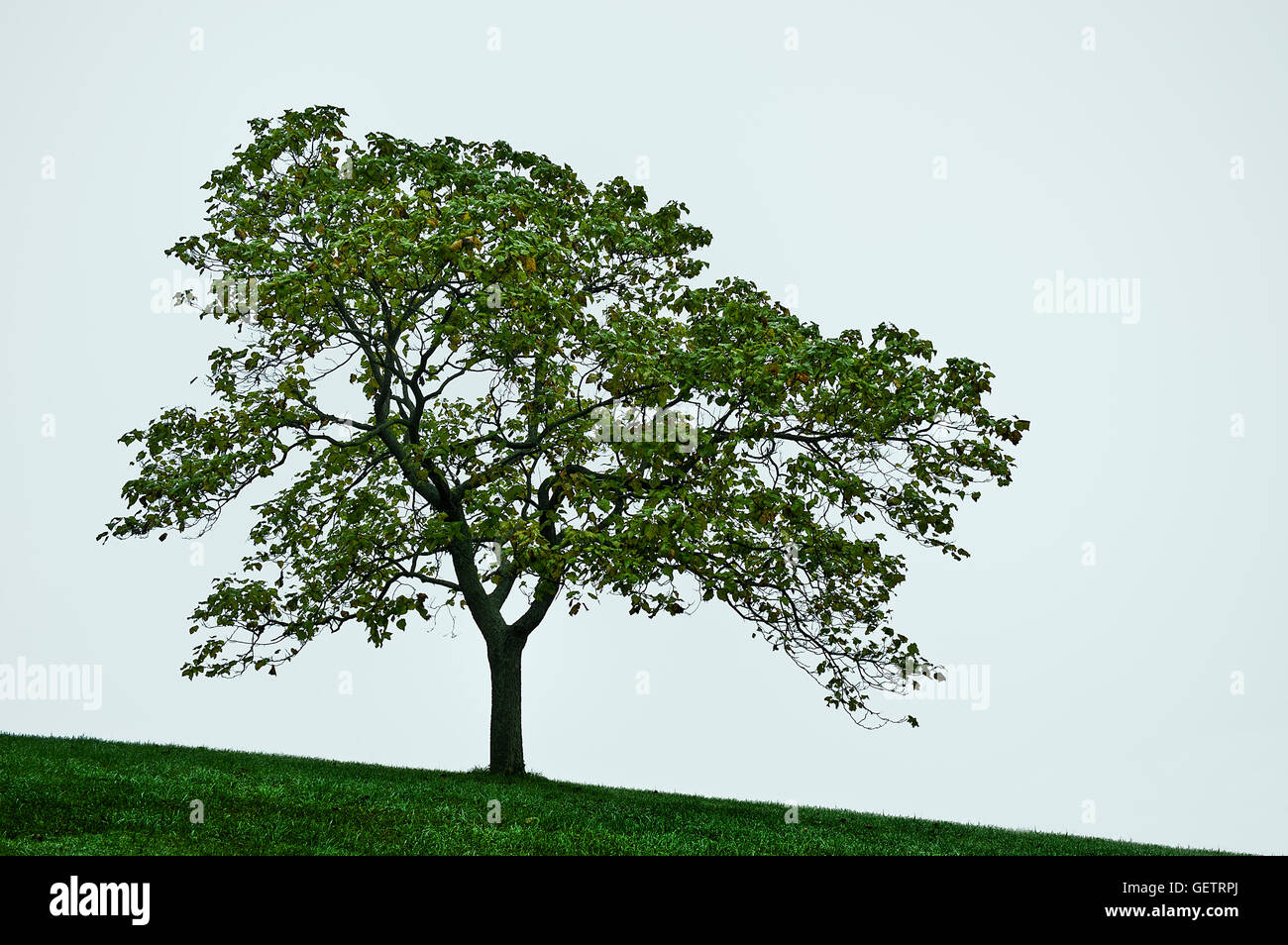 Ein Baum-Hügel. Stockfoto