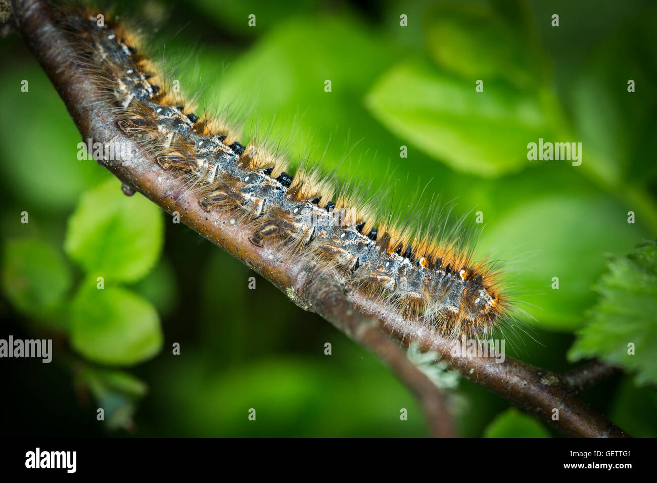 Am nördlichen Eggar Raupe in den schottischen Highlands. Stockfoto