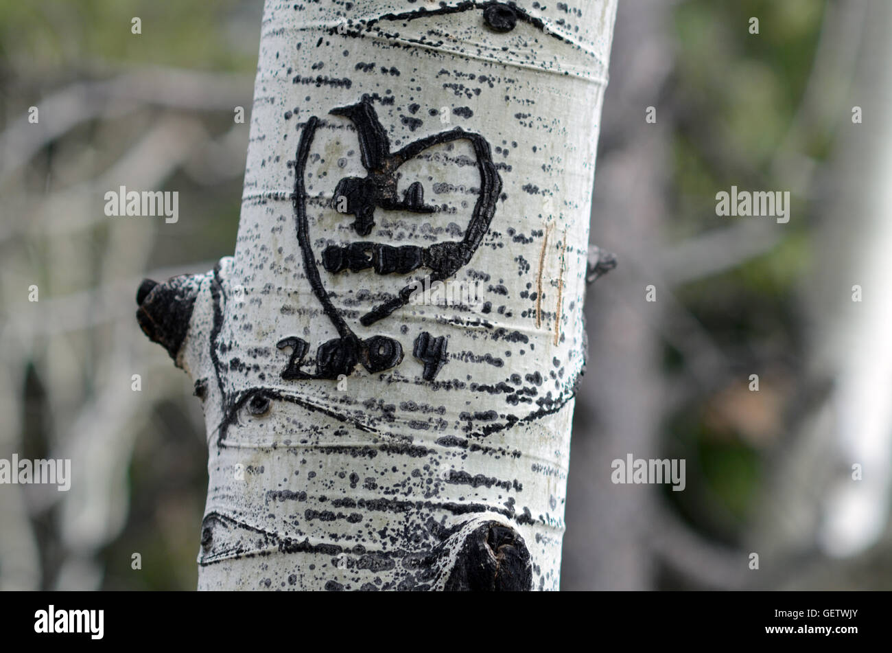 Schnitzen von 2004 in aspen Baum in der Nähe von Bear Lake Rd. Rocky Mountain National Park im zeitigen Frühjahr Herz Stockfoto