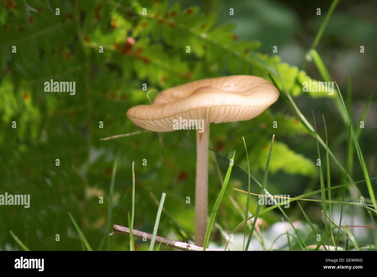 Fairy Ring Pilz Stockfoto