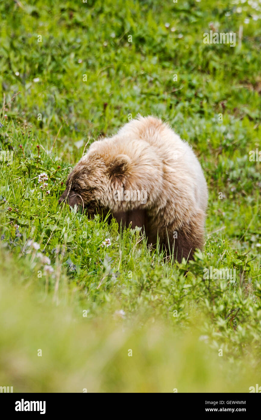 Säen Sie (weiblich) Grizzlybär (Ursus Arctos Horribilis), in der Nähe von Autobahn-Pass, Denali National Park, Alaska, USA Stockfoto