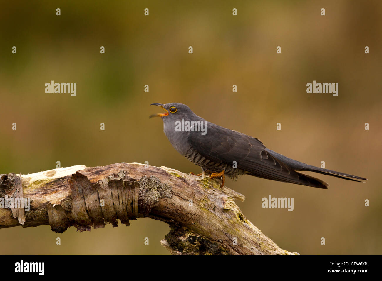 Kuckuck Berufung Stockfoto