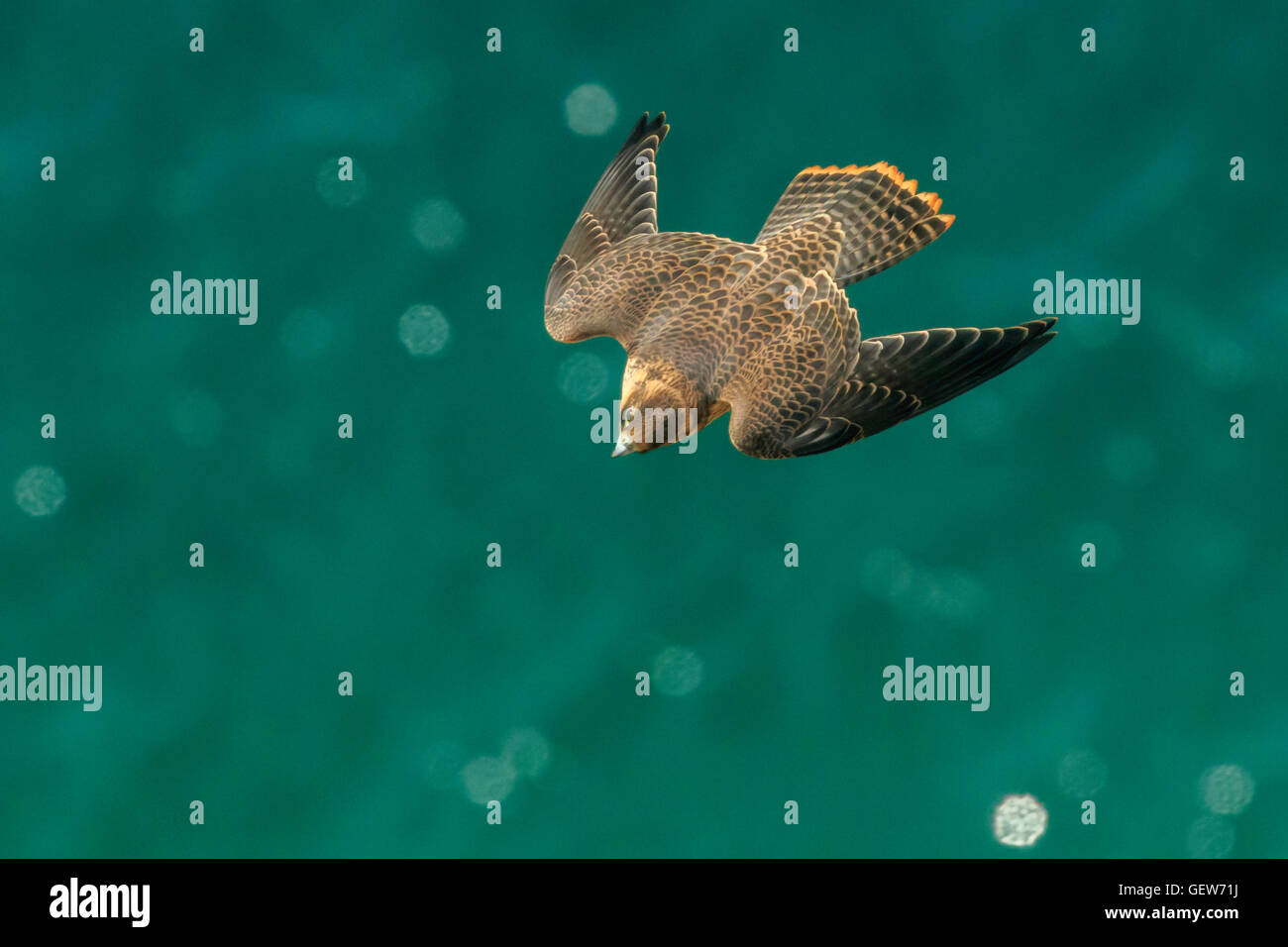 Wanderfalke (Falco Peregrinus). Juvenile Greifvogel fliegt über das grüne Meer und von oben gesehen, suchen mit einem Auge Stockfoto