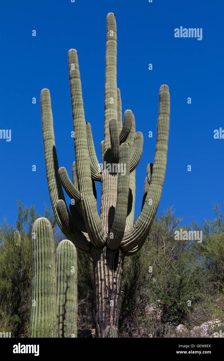 Kaktus Stockfoto