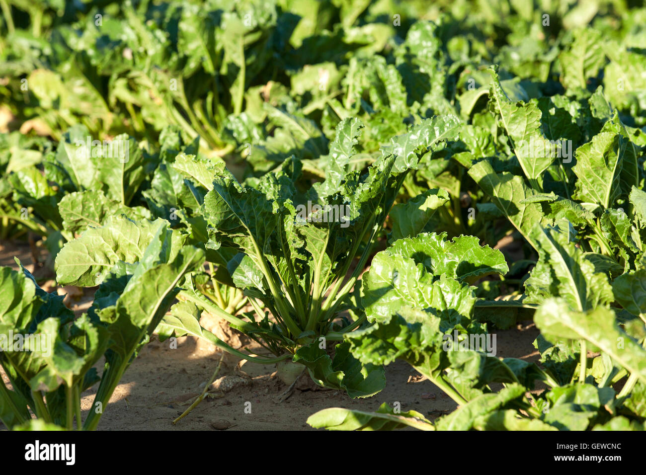 Rote Beete im Feld Stockfoto