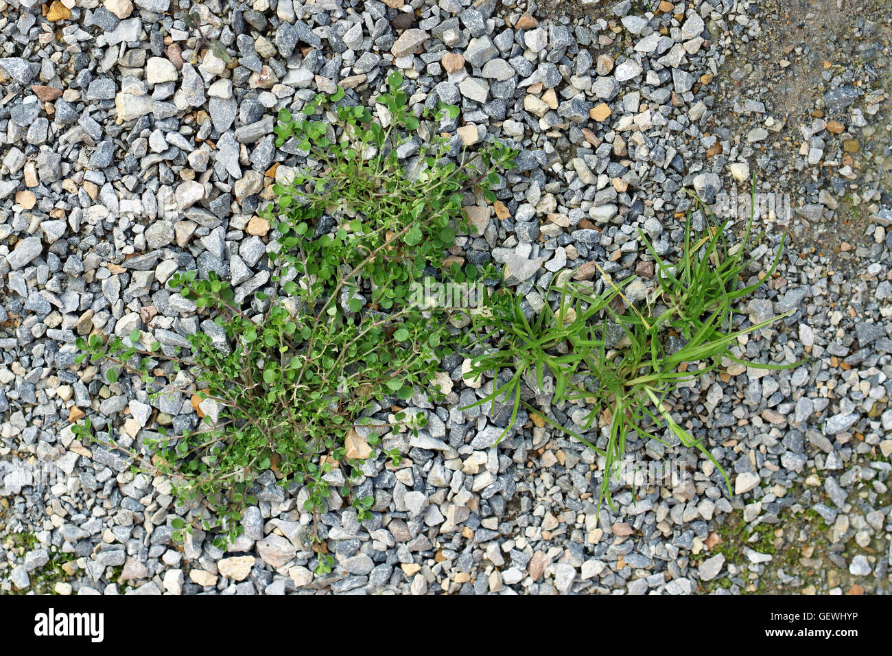 Unkraut / grass wachsen auf zerkleinert Felsen am Garten Weg Stockfoto