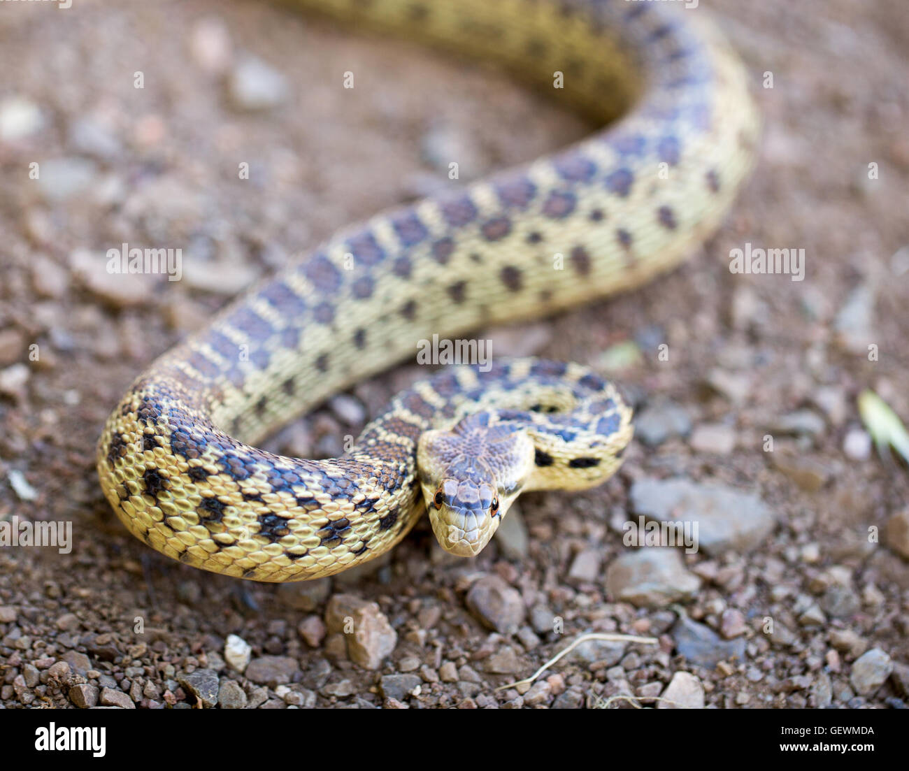 Pazifische Gopher Snake - Pituophis Catenifer Catenifer, Erwachsene in Abwehrhaltung, Santa Cruz Mountains, Kalifornien Stockfoto