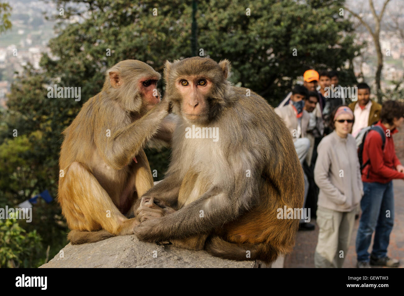 Zwei Affen Pflege auf einer Wand im Monkey Tempel in Kathmandu. Stockfoto