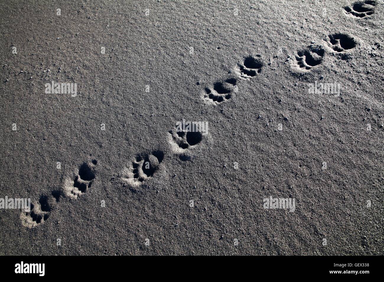 Bär zu verfolgen, am Strand, Lost Coast, Kalifornien Stockfoto