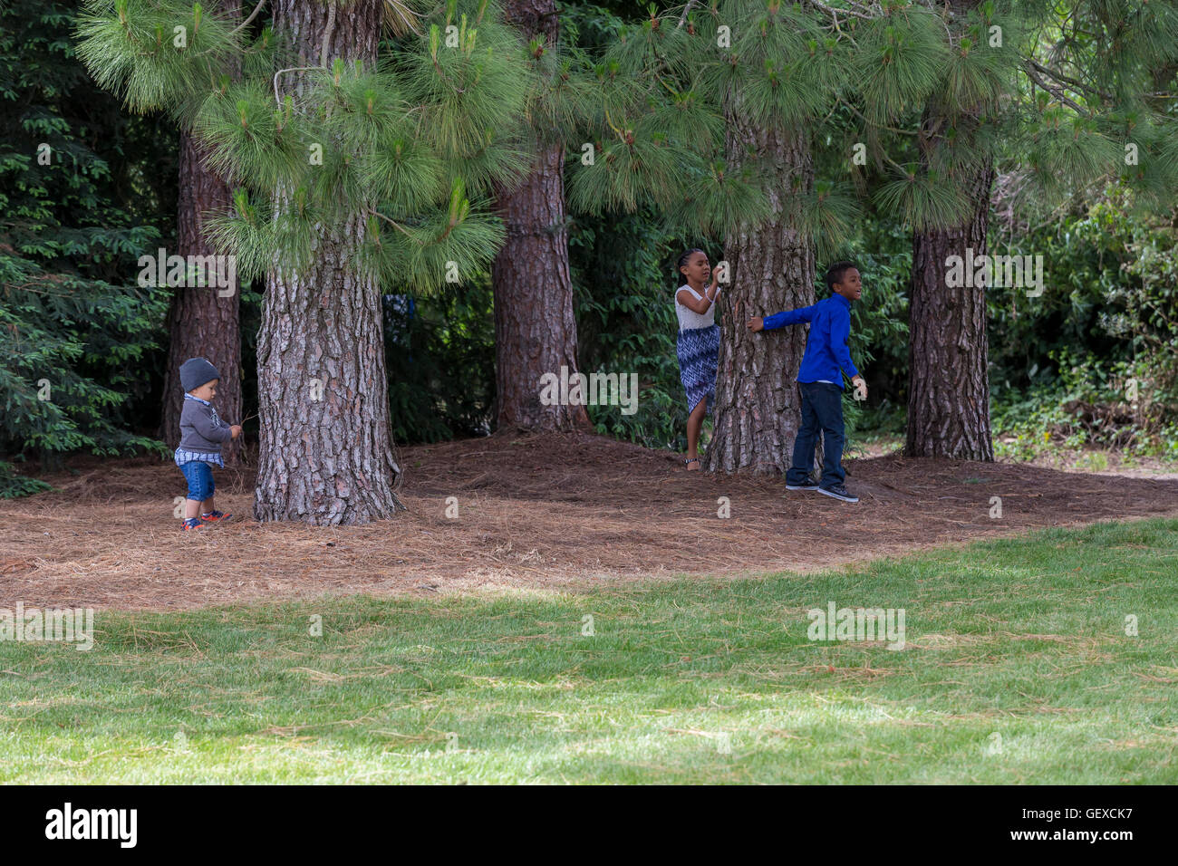 jungen und Mädchen, spielen, spielen, verstecken, Sonoma State University, Stadt, Rohnert Park, Sonoma County, Kalifornien Stockfoto