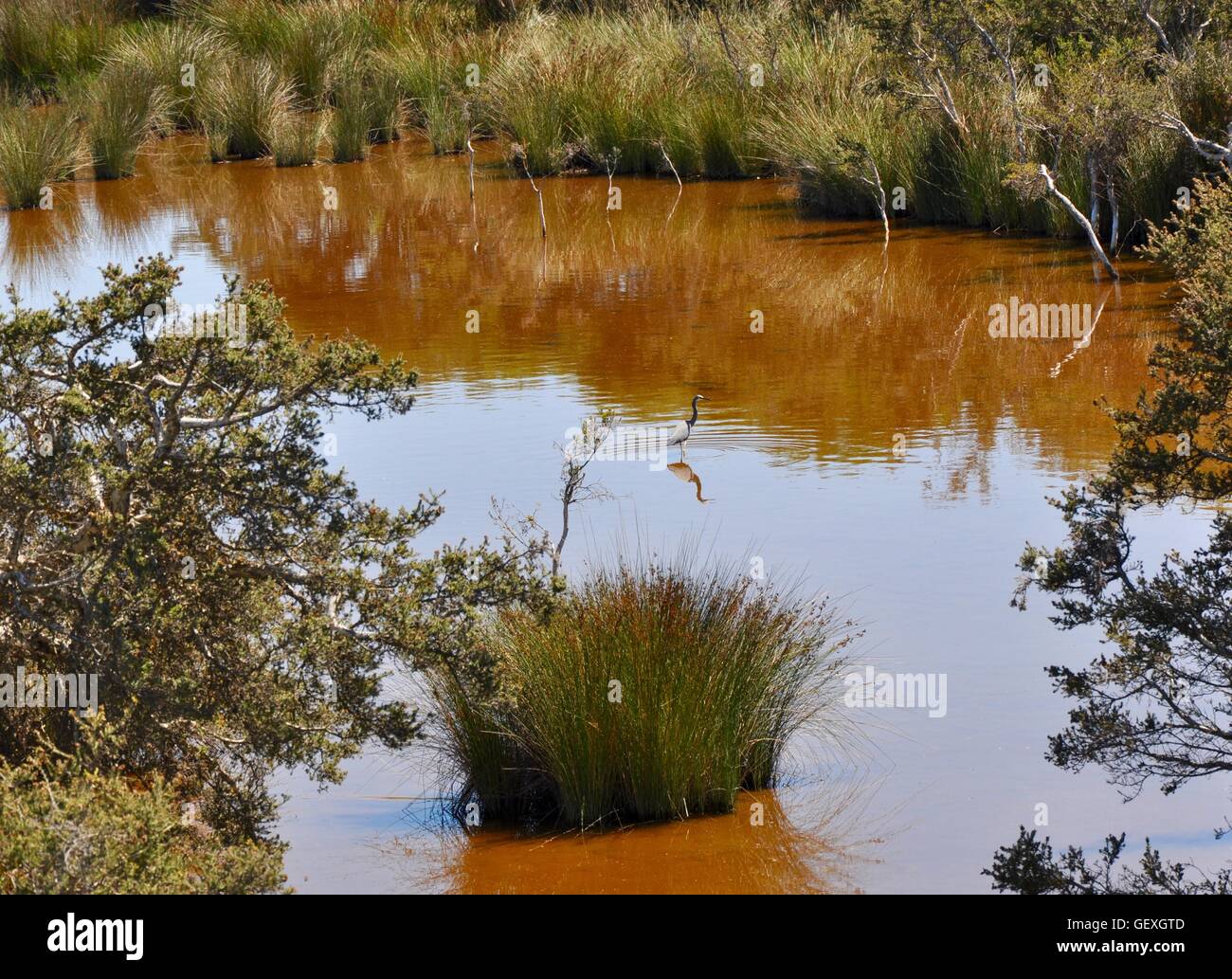 Detail der See Coogee Wetland Reserve mit üppigen grünen Gräsern und braune Wasser mit Vögel Wildlife in Western Australia. Stockfoto