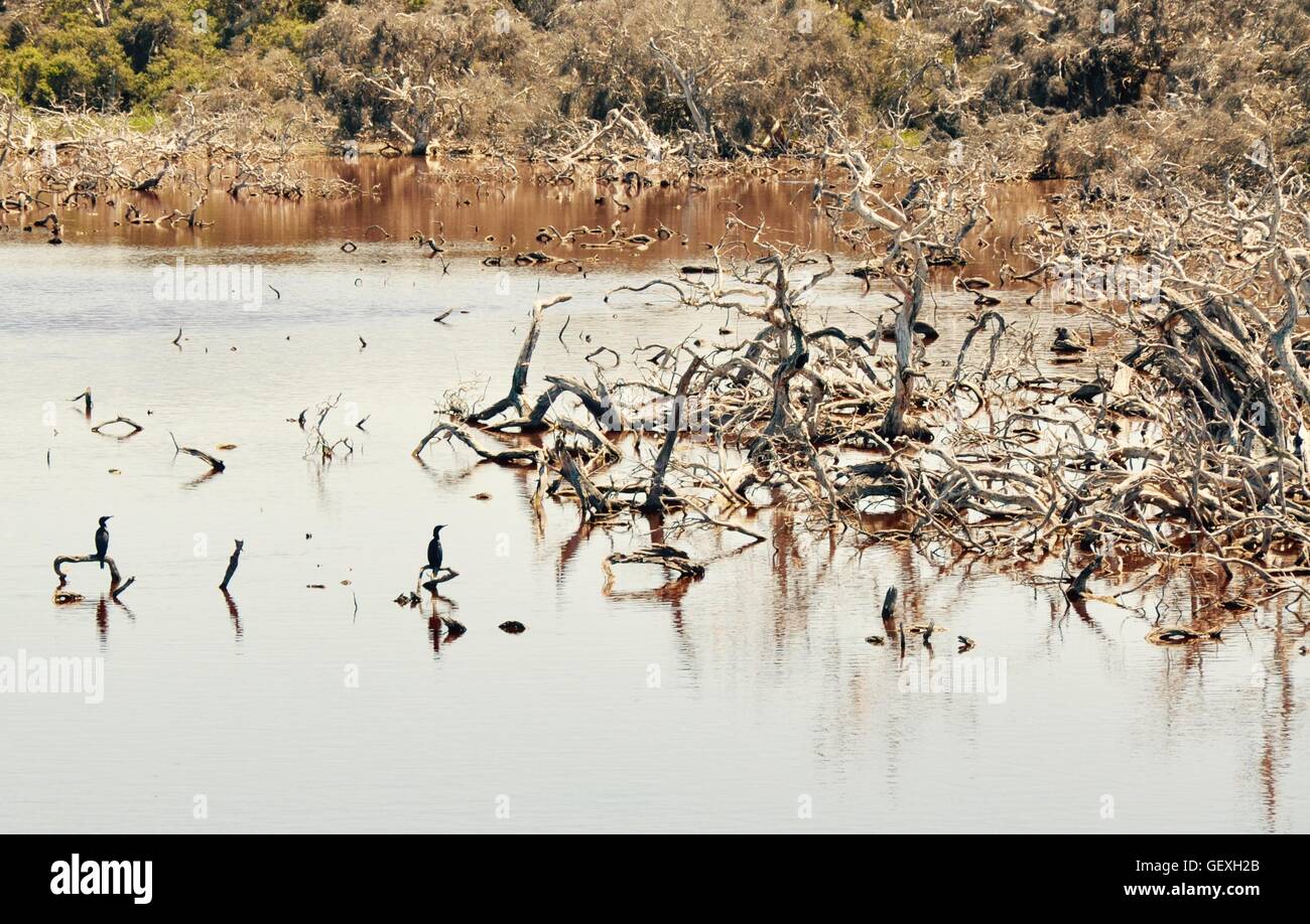 Trauerschnäpper Kormorane in den blattlosen Feuchtgebiet Niederlassungen in See Coogee Feuchtgebiet reservieren in Western Australia. Stockfoto