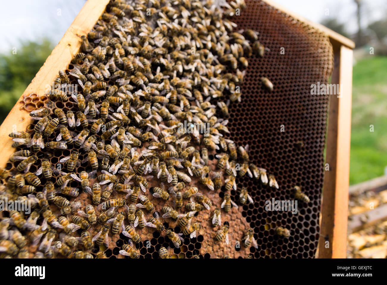 Queen Bee Detail. Bienenzucht, Landleben.  Imkerei Stockfoto