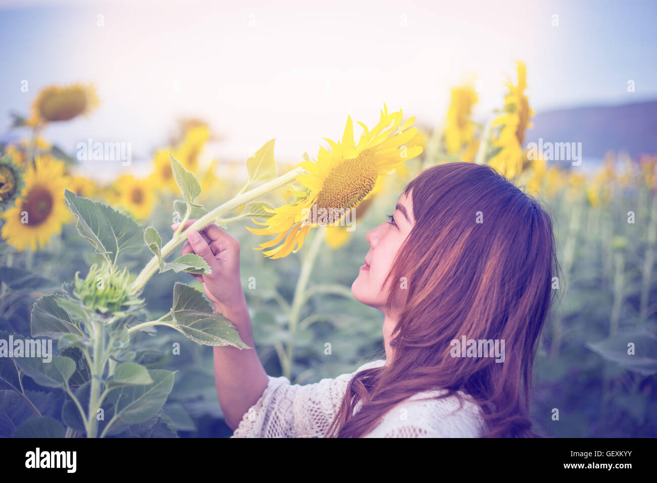 Schöne Frau genießt blühenden Sonnenblumen im Sonnenblumen Feld Vintage Ton Stockfoto