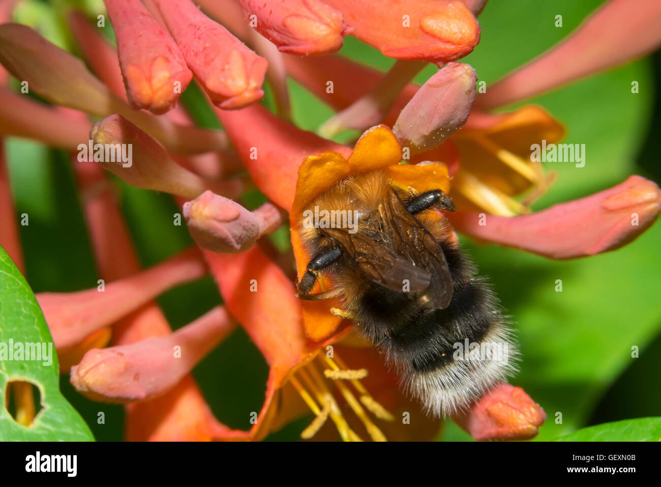 Bumblebee sammelt Nektar aus den Blüten Geißblatt Brown Stockfoto