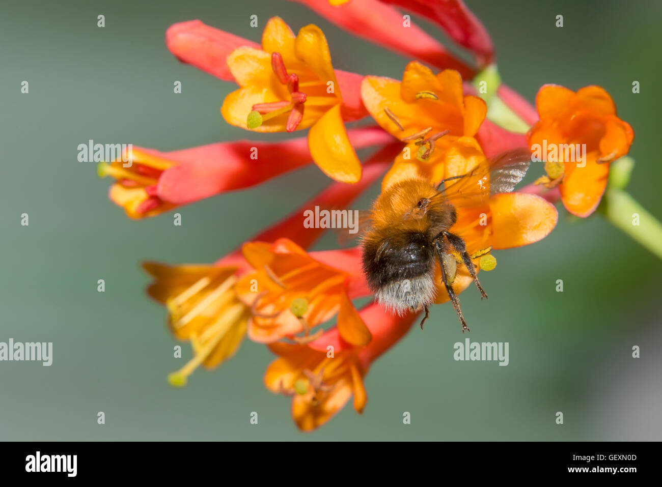 Bumblebee sammelt Nektar aus den Blüten Geißblatt Brown Stockfoto