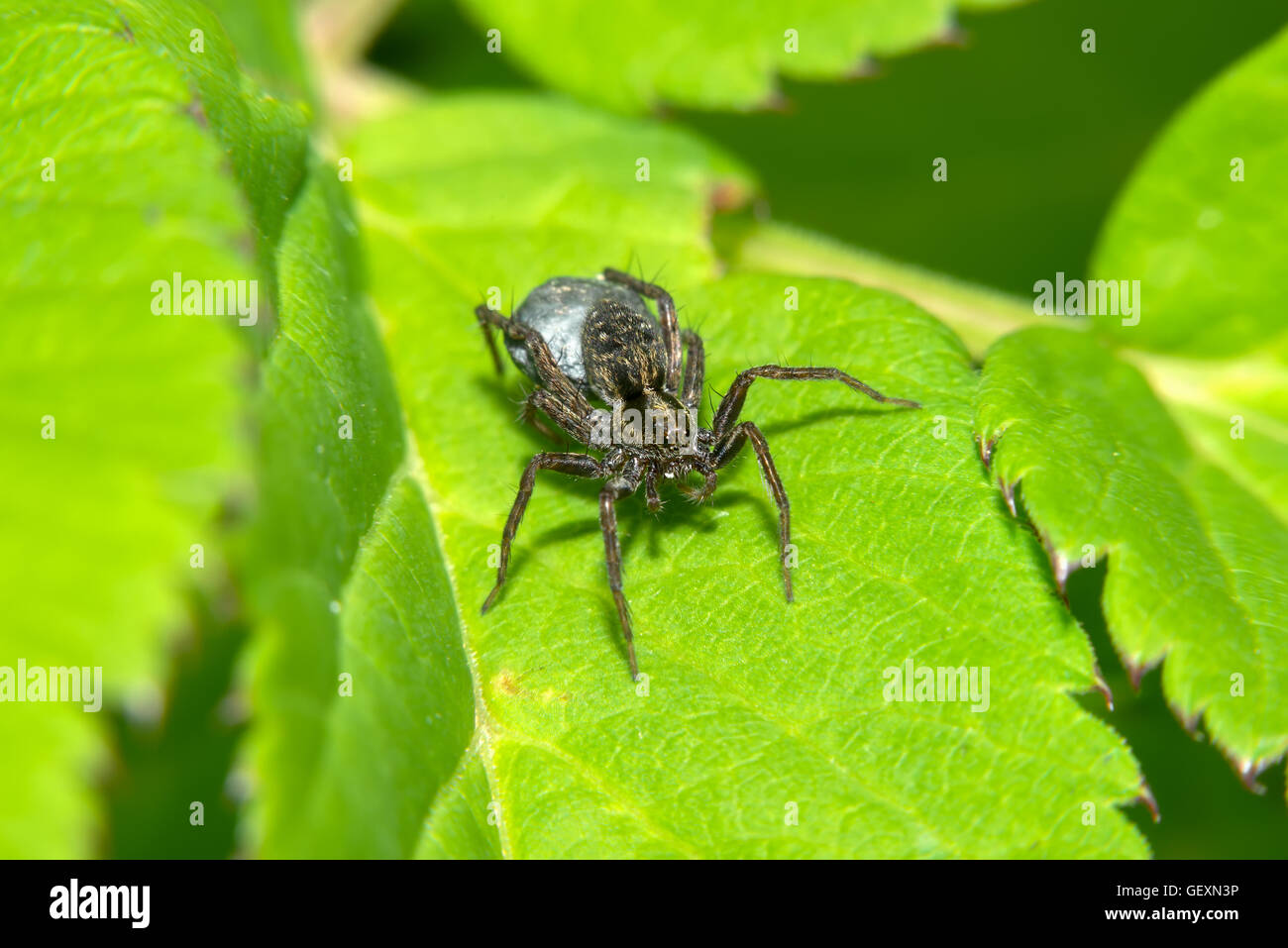 Schwarze Spinne sitzt auf einem grünen Blatt Stockfoto