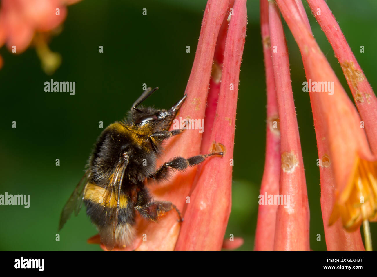 Bumblebee sammelt Nektar aus den Blüten Geißblatt Brown Stockfoto