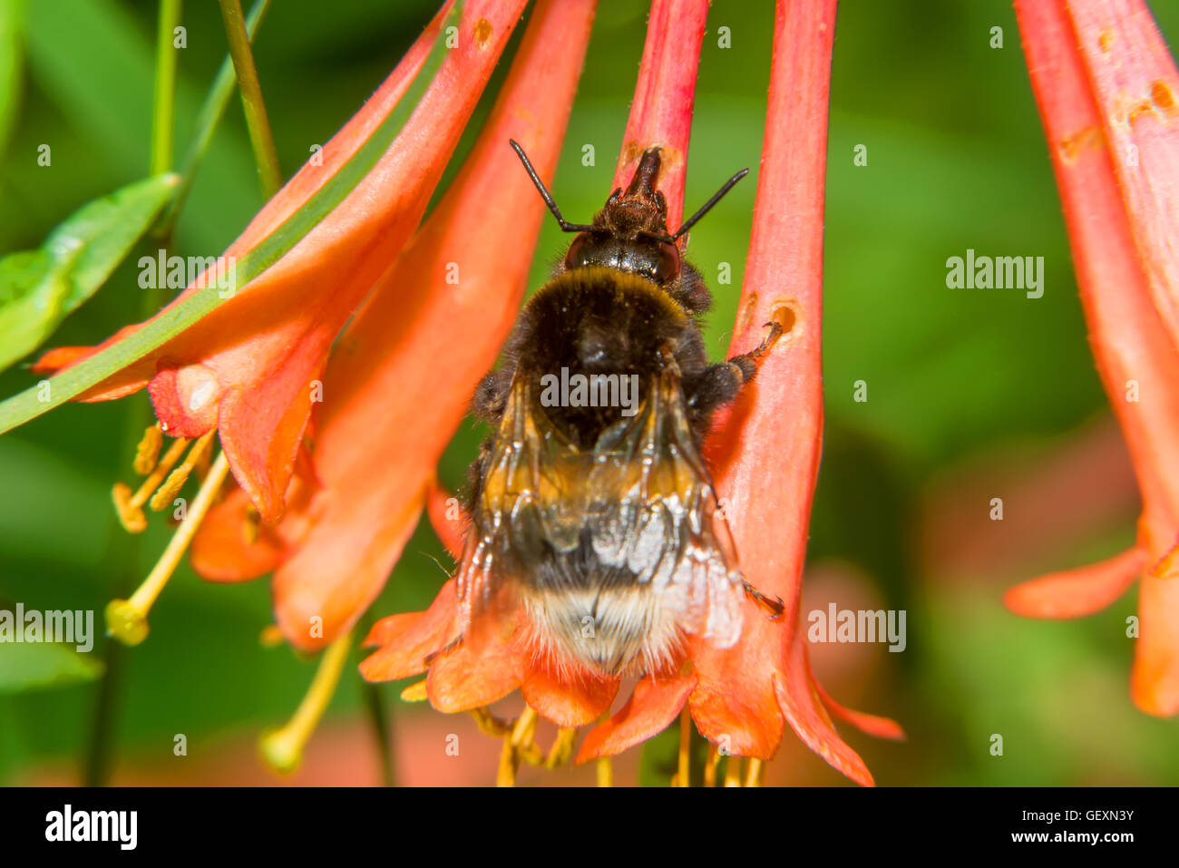 Bumblebee sammelt Nektar aus den Blüten Geißblatt Brown Stockfoto