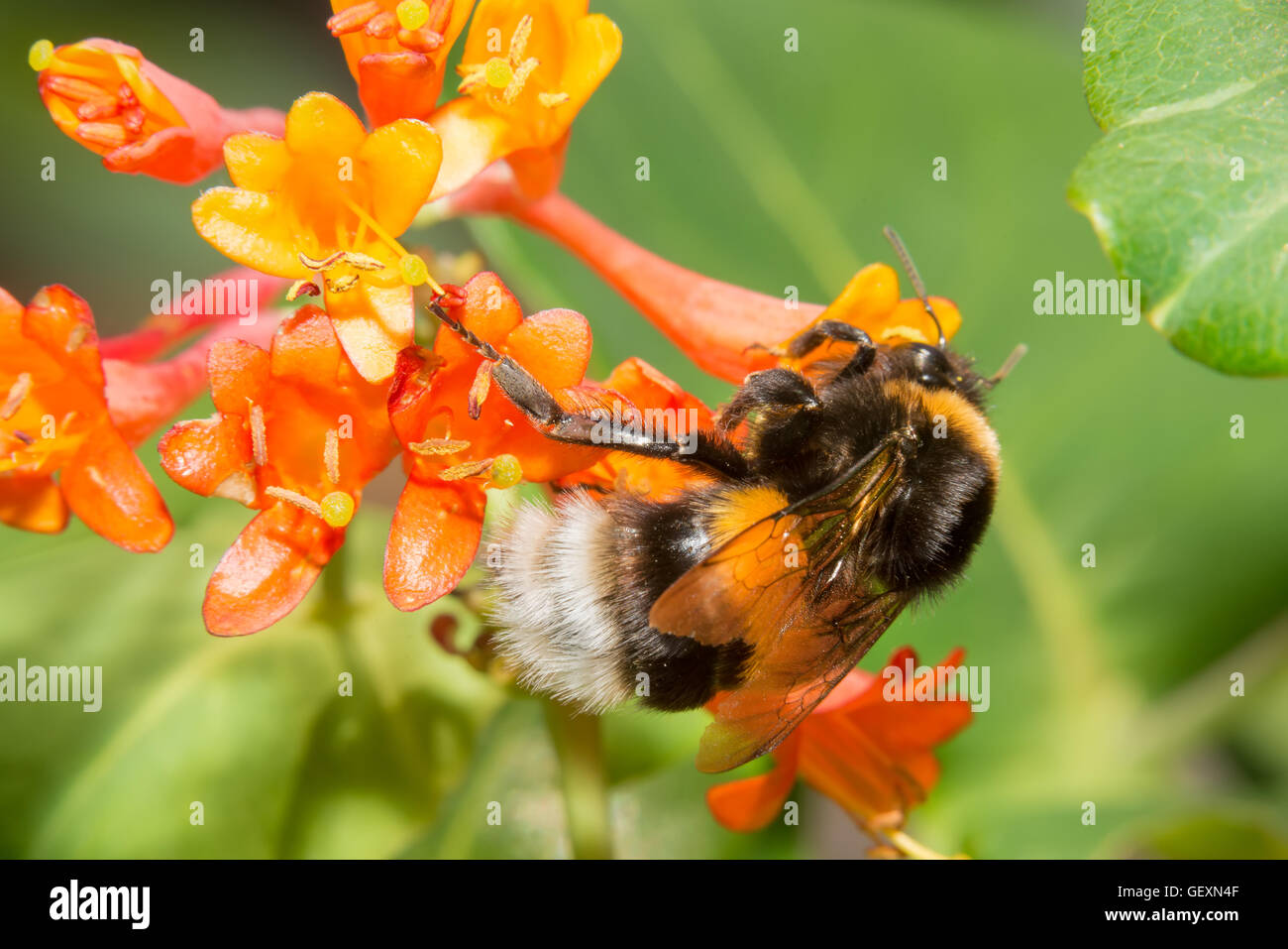 Bumblebee sammelt Nektar aus den Blüten Geißblatt Brown Stockfoto