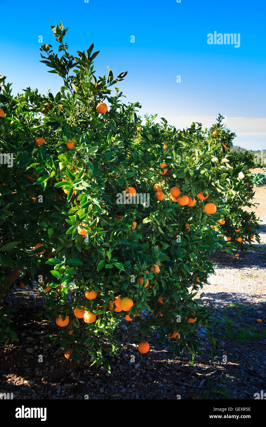 Orangen Reifen in der Sonne auf Oarnge Bäume in Valencia in Spanien. Stockfoto