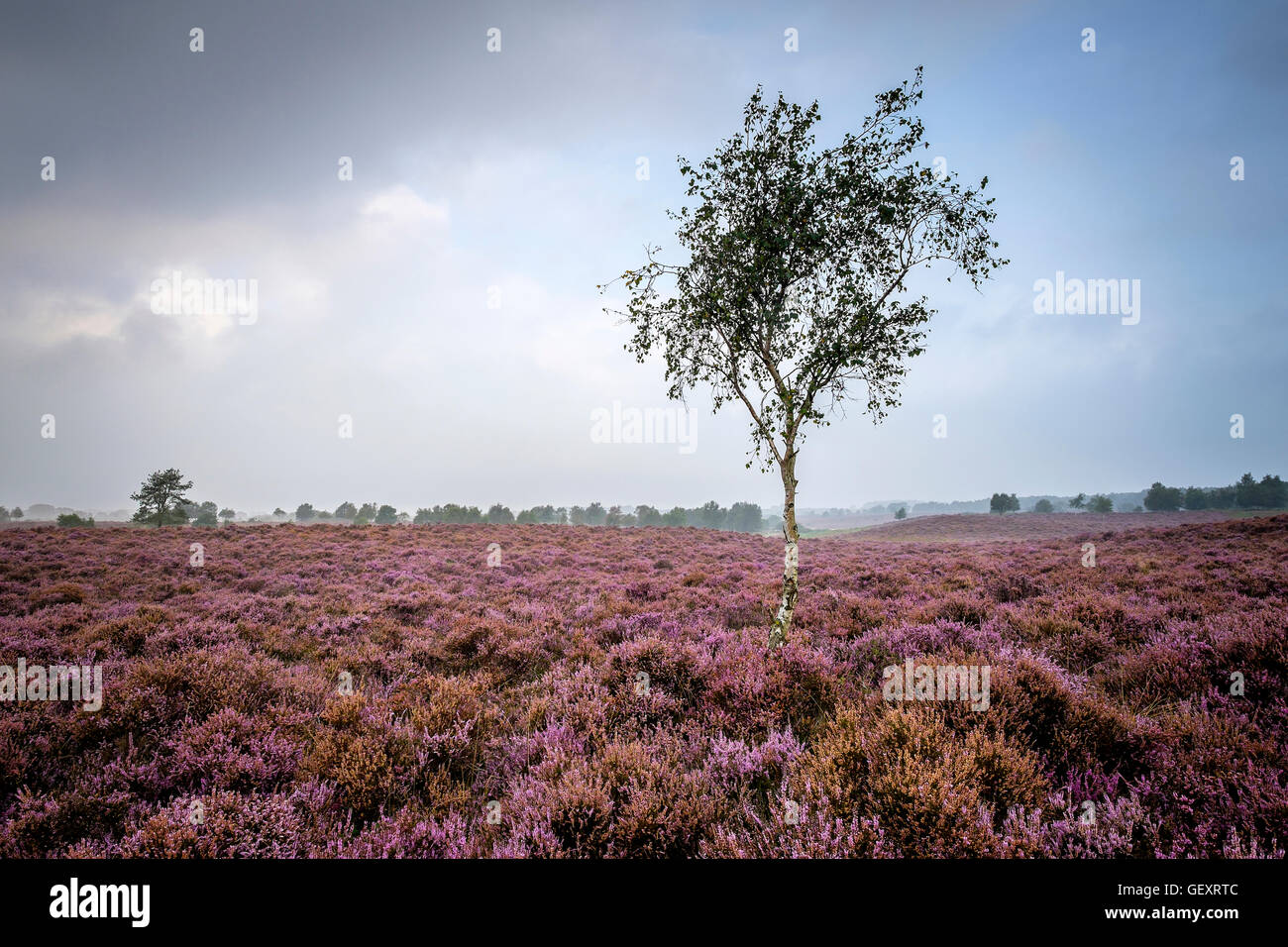 Ein Baum unter der Ginster und Heidekraut auf Westleton Heath. Stockfoto