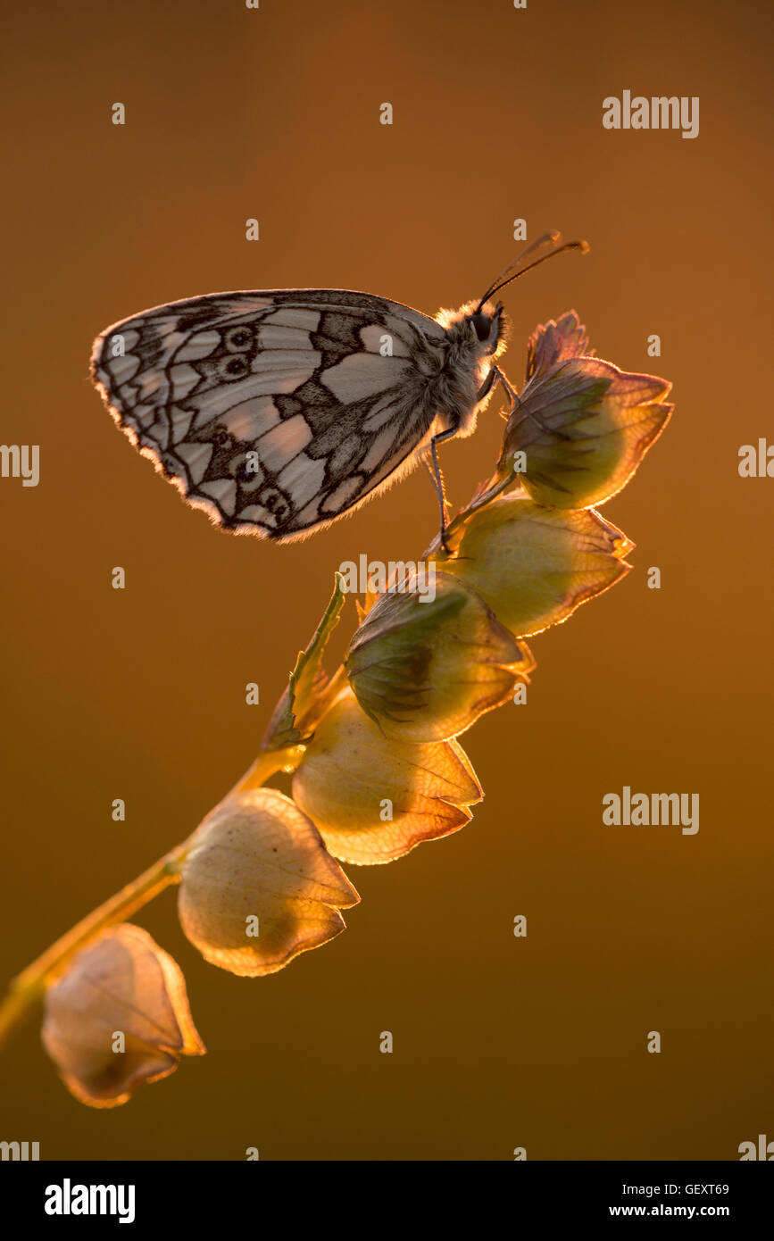 Marmorierte weißer Schmetterling ruht auf gelben Rassel. Stockfoto