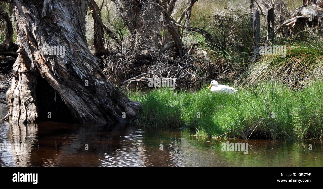 Eine weiße Gräser Pekin Ente ruht auf den hohen grünen Feuchtgebiet am Manning See mit ruhigem Wasser und Bäumen in Western Australia. Stockfoto