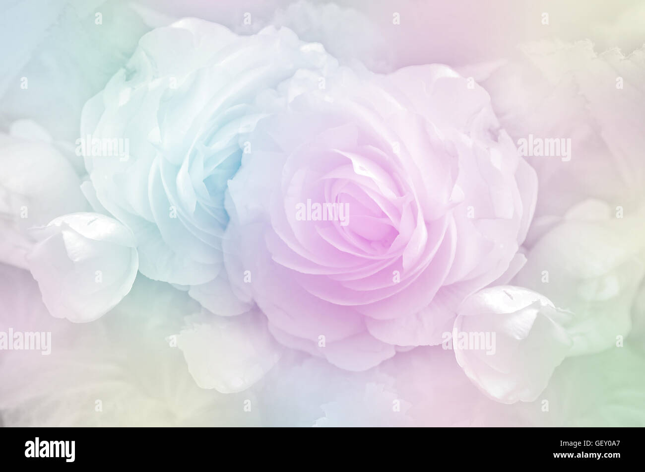 Rosen in weichen Pastellfarben Ton. Stockfoto
