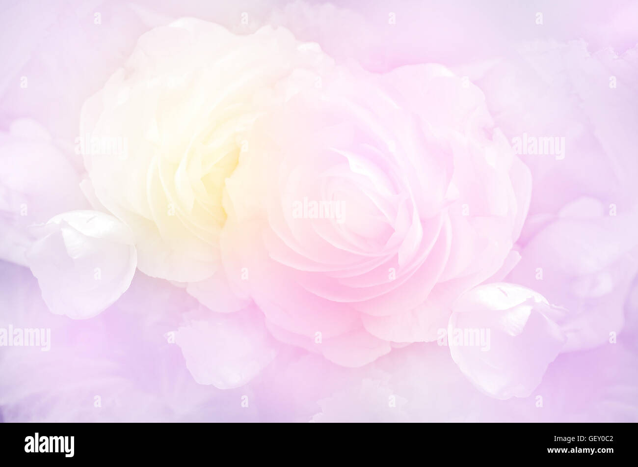 Rosen in weichen Pastellfarben Ton. Stockfoto
