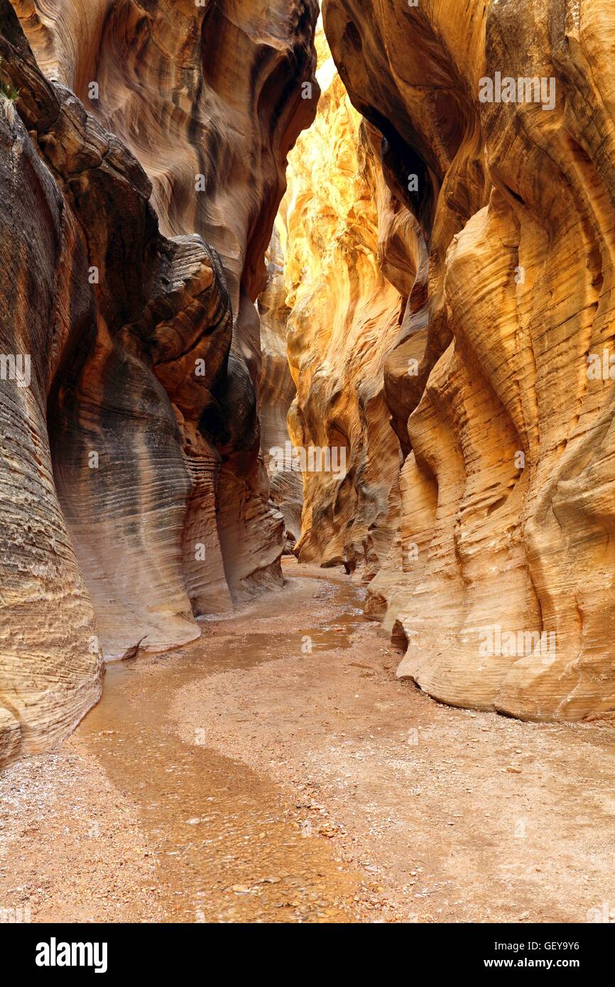 Geographie / Reisen, USA, Utah, Willis Creek, Slot Canyon Grand Staircase Escalante Stockfoto