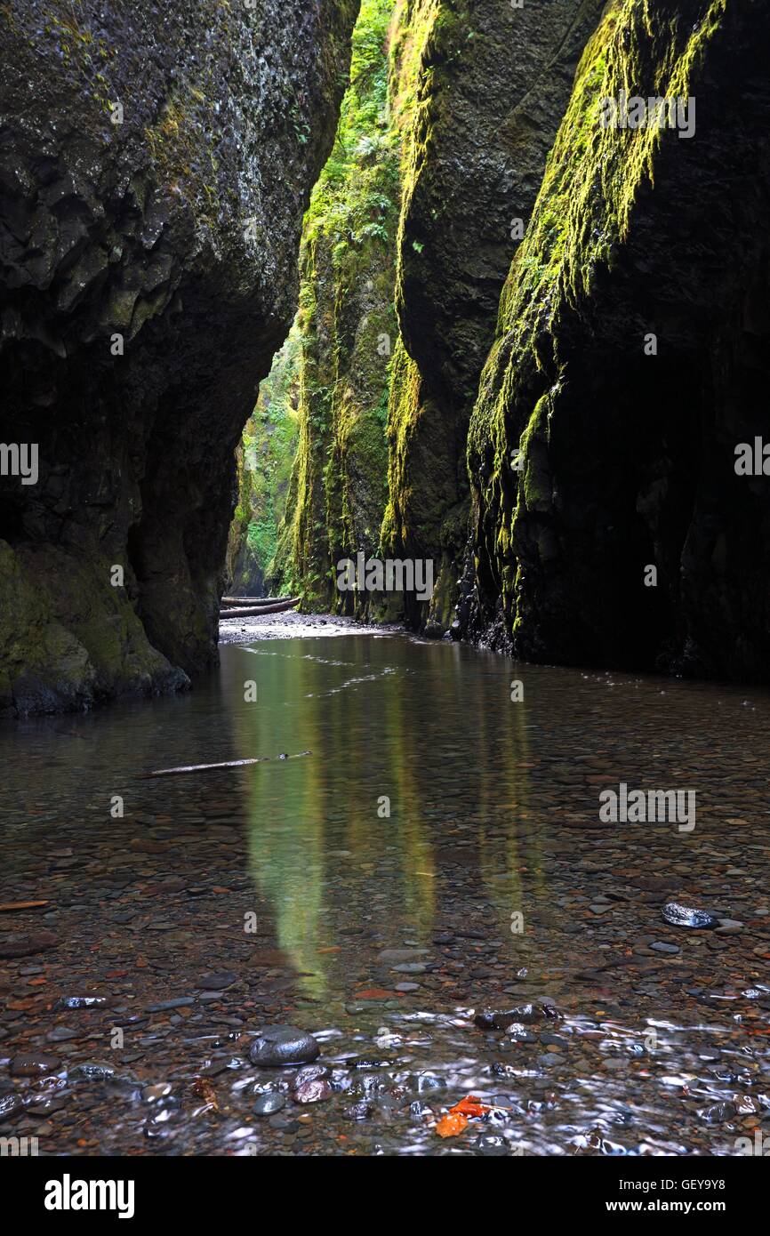 Geographie / Reisen, Columbia River Gorge, Oneonta Schlucht, Oregon, USA Stockfoto