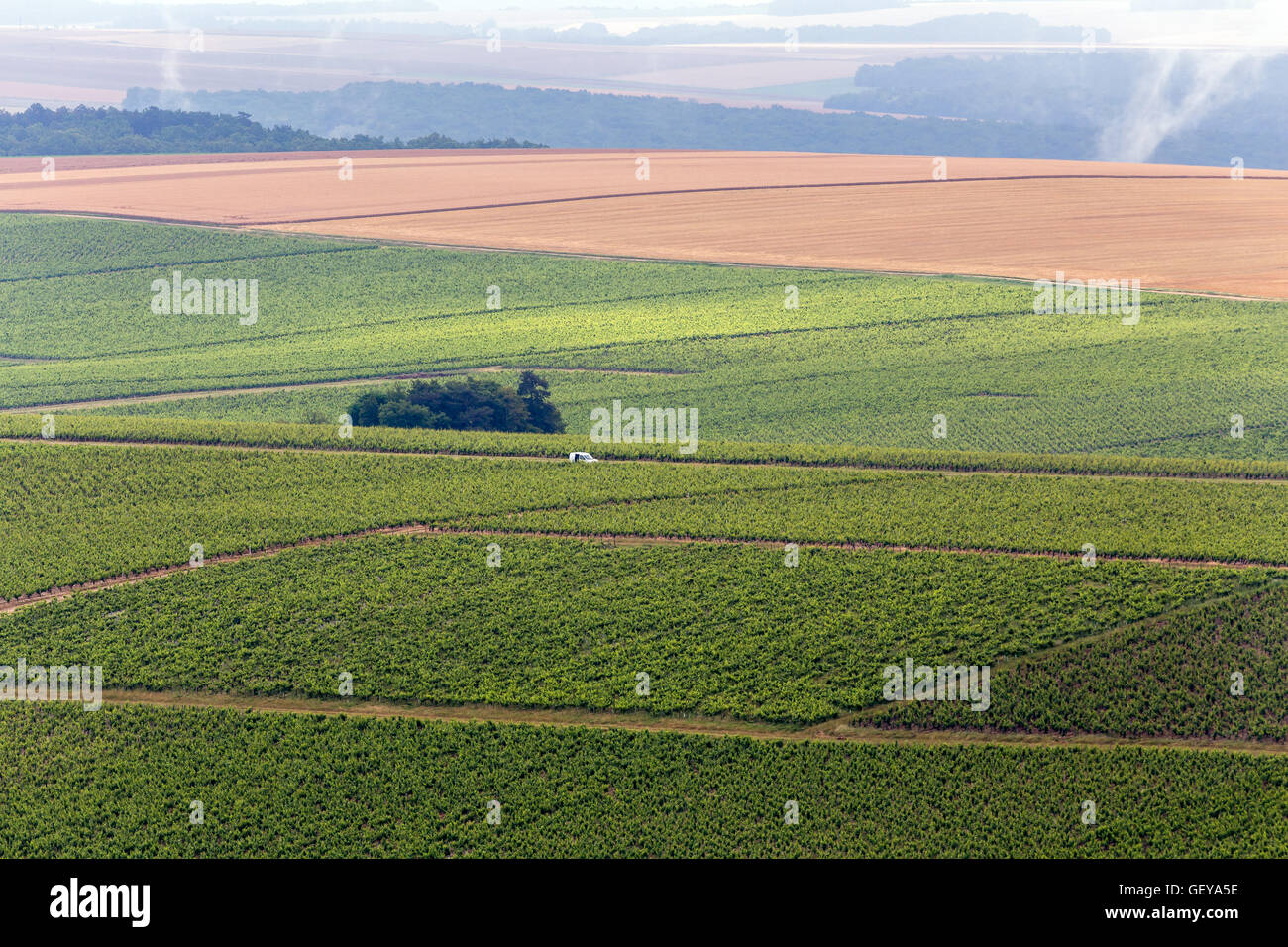 Landschaft der Weinberge, Stockfoto