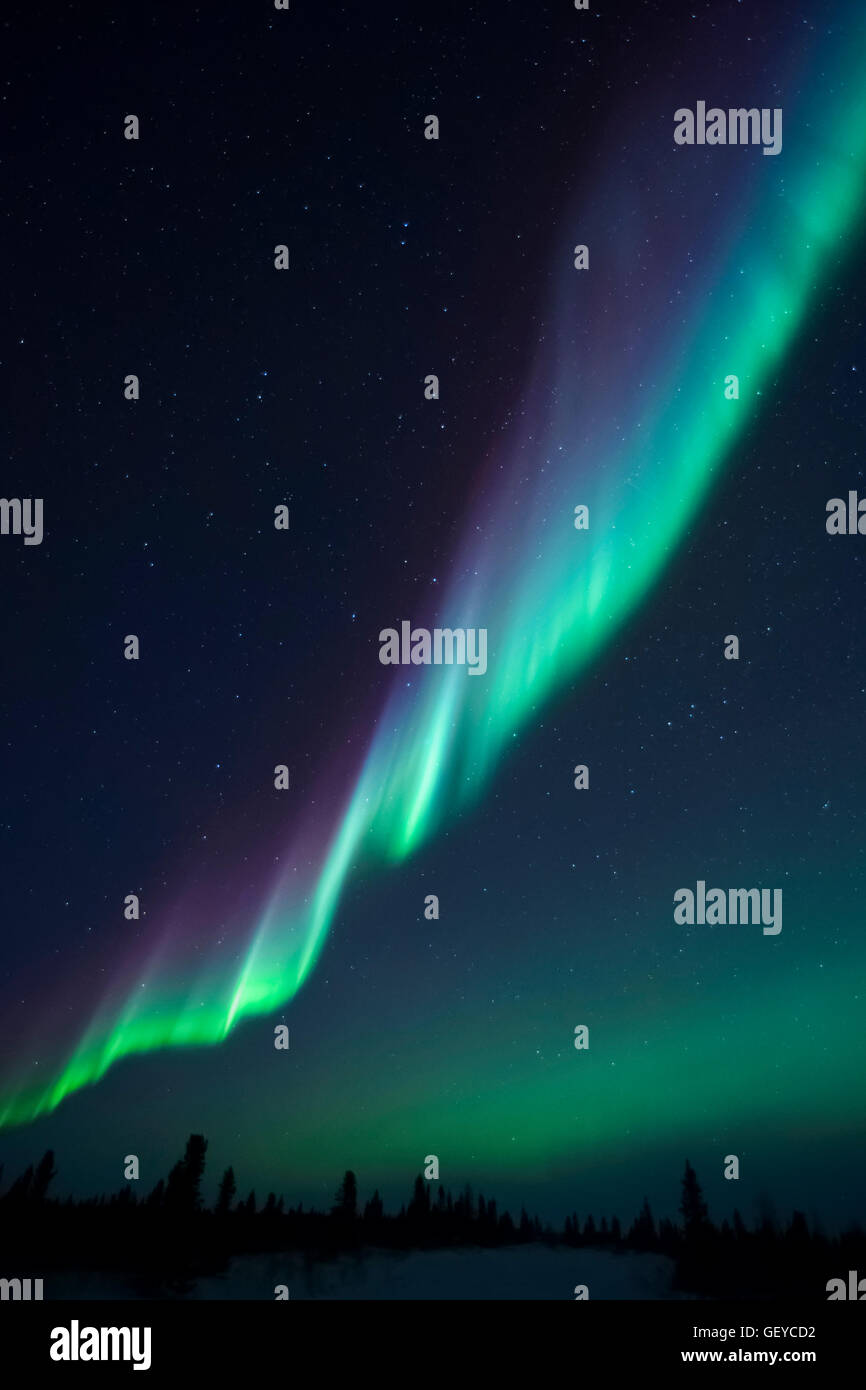 Nachthimmel leuchtet mit Aurora Borealis, Nordlicht, Wapusk-Nationalpark, Manitoba, Kanada. Stockfoto